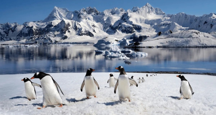 Cheap Flights to Antarctica